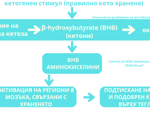 Учени откриха ново метаболитно съединение, което регулира телесното тегло